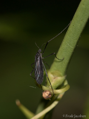 Eugnophomyia