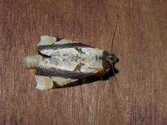 Calledema contingata