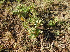 Portulaca umbraticola