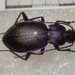 Carabus problematicus harcyniae - Photo (c) Dr. Guido Bohne, some rights reserved (CC BY-SA), uploaded by Dr. Guido Bohne