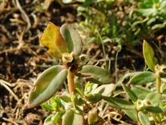 Portulaca umbraticola