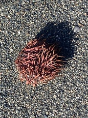 Strongylocentrotidae