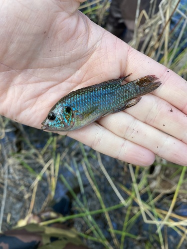 African jewelfish (Hemichromis letourneuxi) — Cichlidae