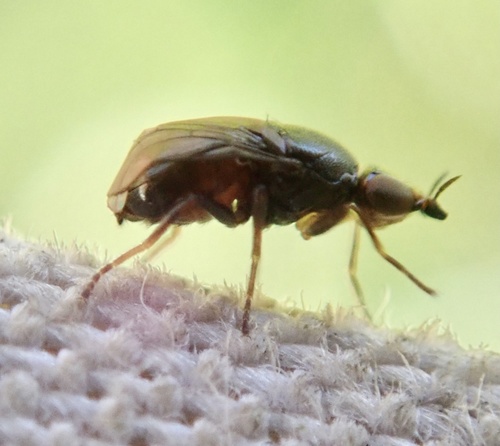 Camarota curvipennis