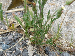 Noticastrum marginatum