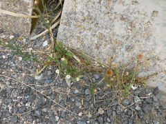 Noticastrum marginatum