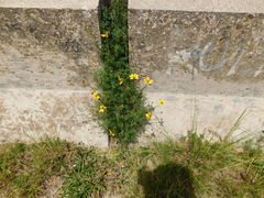 Bidens triplinervia macrantha