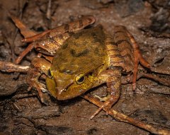 Platyplectrum fletcheri