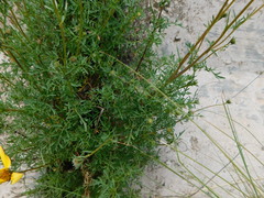 Bidens triplinervia macrantha