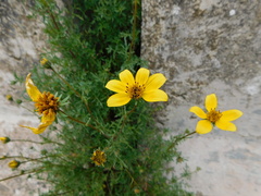 Bidens triplinervia macrantha
