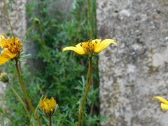 Bidens triplinervia macrantha