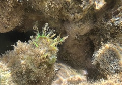 Coelothrix irregularis