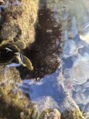 Holothuria cinerascens