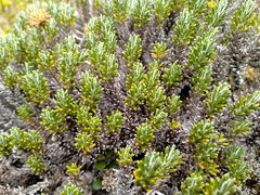 Celmisia ramulosa ramulosa