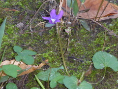 Viola sororia image