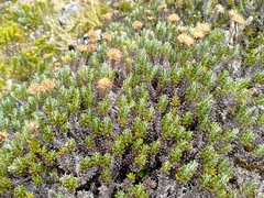 Celmisia ramulosa ramulosa