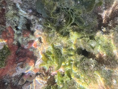 Microdictyon setchellianum