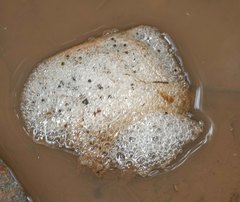 Platyplectrum fletcheri