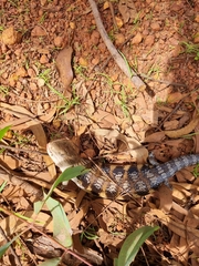 Tiliqua scincoides intermedia