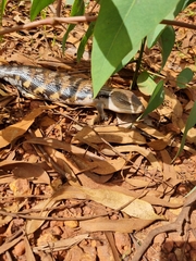 Tiliqua scincoides intermedia