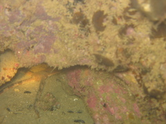 Ophiarachnella ramsayi