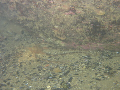 Ophiarachnella ramsayi