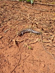 Tiliqua scincoides intermedia