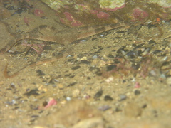 Ophiarachnella ramsayi