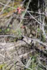 Caladenia decora