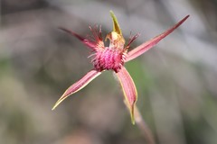 Caladenia decora