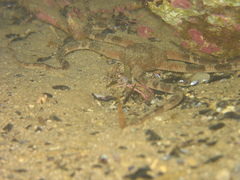 Ophiarachnella ramsayi