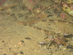 Ophiarachnella ramsayi