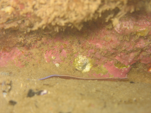 Sawtooth pipefish (Maroubra perserrata) — Syngnathidae — 3