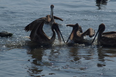 Pelecanus occidentalis