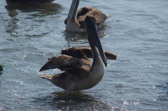 Pelecanus occidentalis