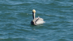 Pelecanus occidentalis