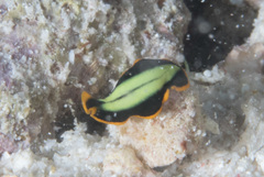 Pseudoceros dimidiatus