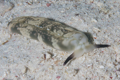Plakobranchus papua