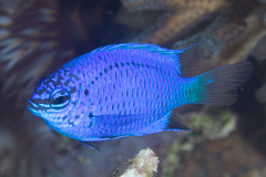 Chrysiptera springeri