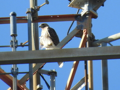 Buteo jamaicensis image