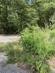 Eupatorium torreyanum