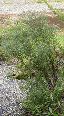 Eupatorium torreyanum