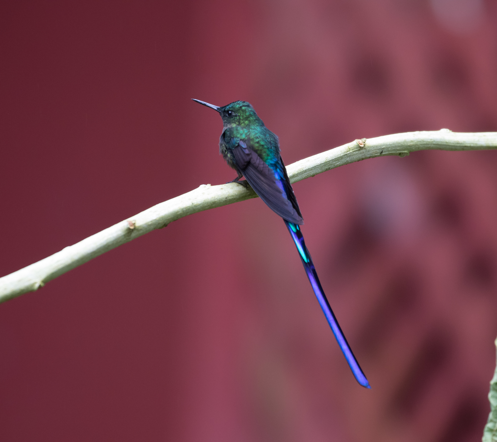 Violet-tailed Sylph illustration