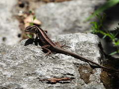 Liolaemus cyanogaster
