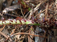 Polystichum proliferum