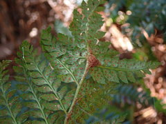 Polystichum proliferum