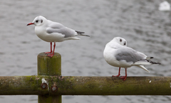 Chroicocephalus ridibundus