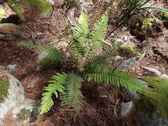 Polystichum proliferum