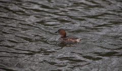 Tachybaptus ruficollis