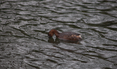 Tachybaptus ruficollis